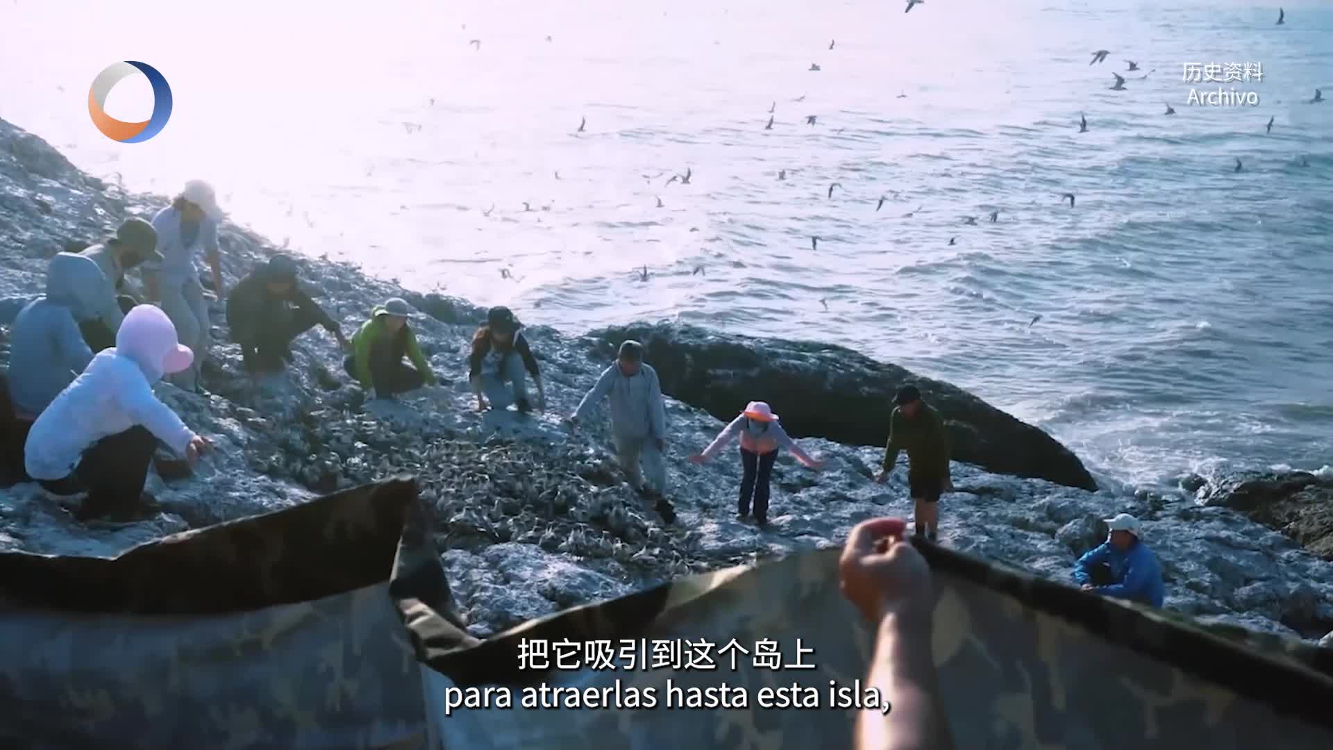 “神话之鸟”与东海小岛的生态之约